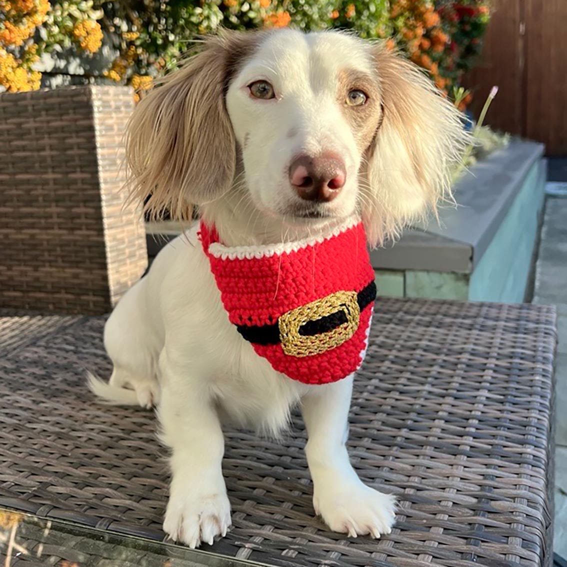 Dog / Cat Santa Christmas Bandana | Pet Decor |
