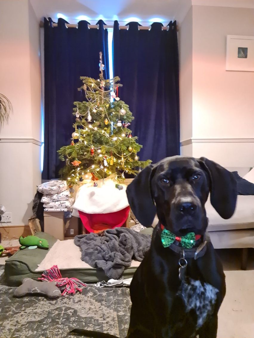 Christmas Entertainment Pooch Bow Tie